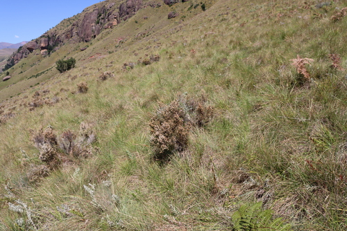 Erica drakensbergensis, photograph 2
