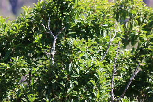 Ilex mitis, photograph 3