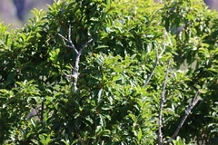 Ilex mitis, photograph (c) Tony Rebelo, some rights reserved (CC BY-SA)
