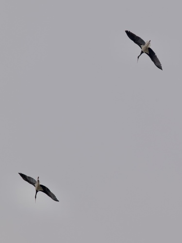 Black Stork