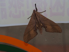 Marumba cristata bukaiana