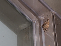 Alcis taiwanovariegata