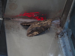 Allodontoides tenebrosa