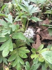 Hydrophyllum capitatum