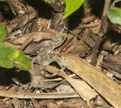 Gekko chinensis