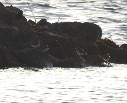 iNaturalist image