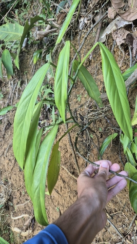 Philodendron oblongum