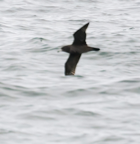 iNaturalist image