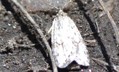Semioscopis