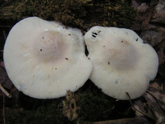 Cuphophyllus angustifolius