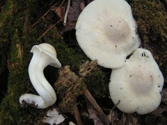 Cuphophyllus angustifolius