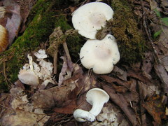 Cuphophyllus angustifolius