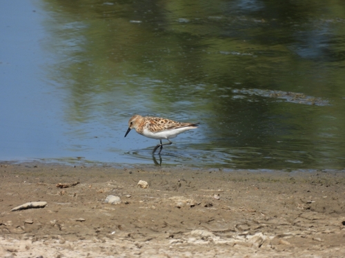 iNaturalist image