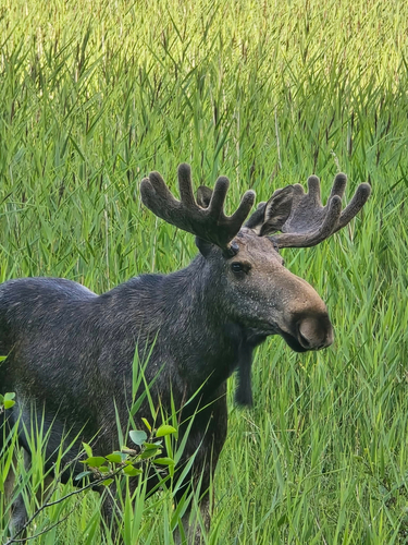 European Elk