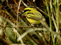 Todirostrum chrysocrotaphum