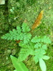 Davallia trichomanoides
