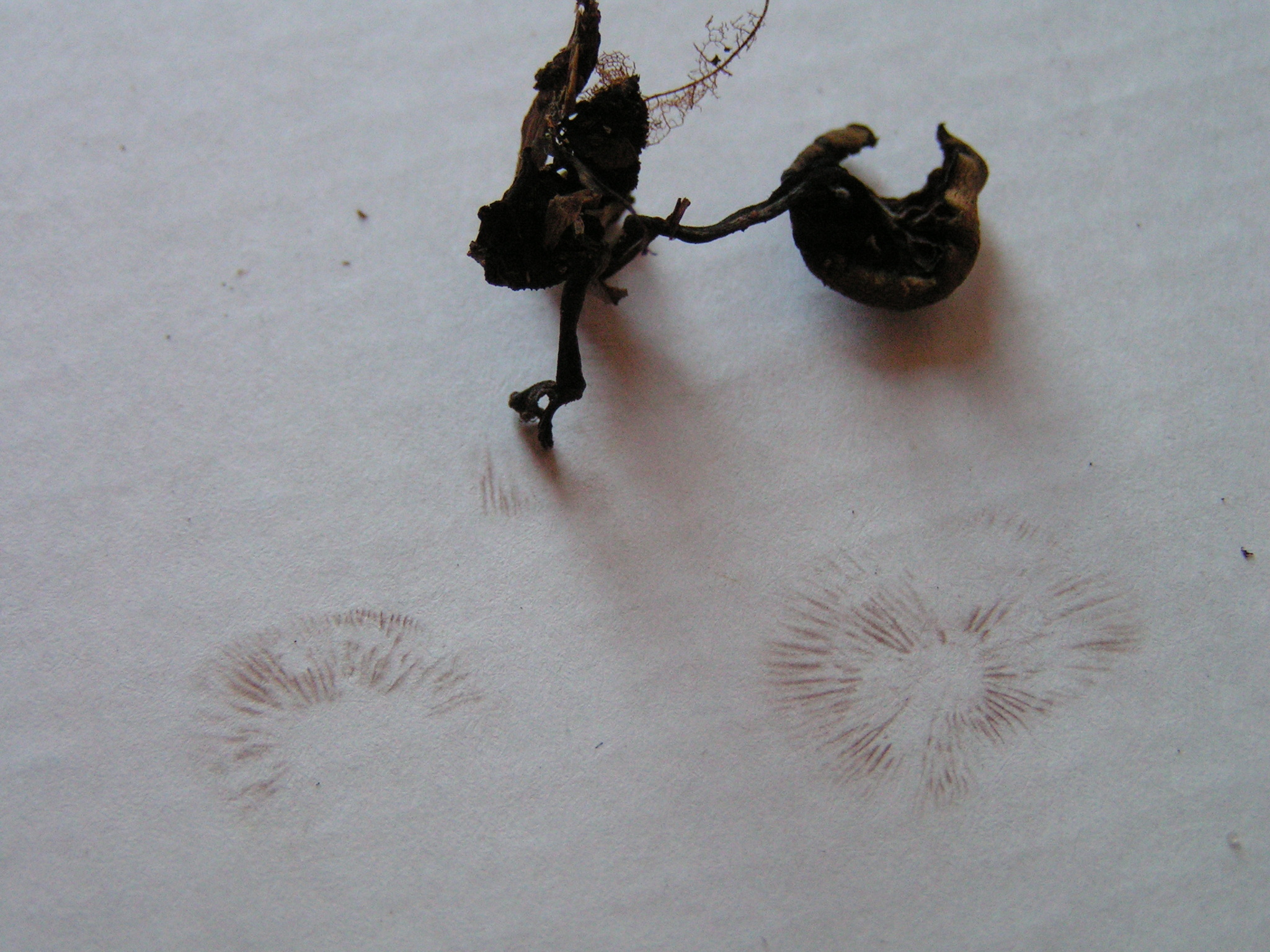 Psilocybe caerulipes image