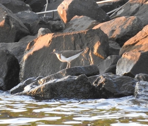 iNaturalist image