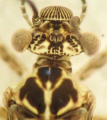 Mesopsocus