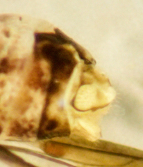 Mesopsocus