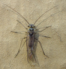 Mesopsocus