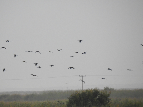 iNaturalist image