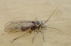 Mesopsocus