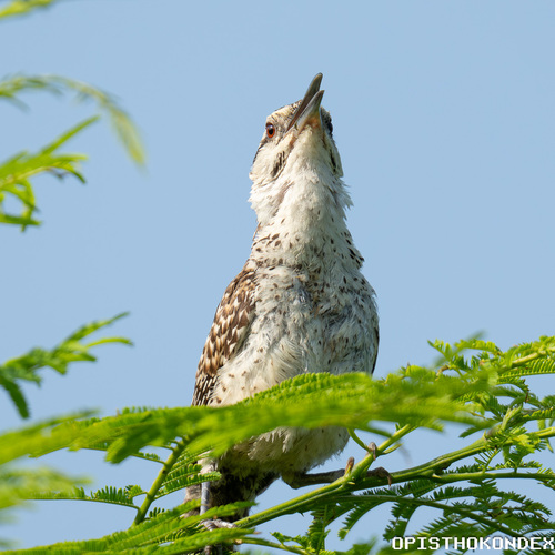 Veracruz Wren (Campylorhynchus rufinucha), photo 1