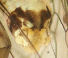 Mesopsocus