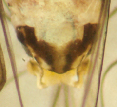 Mesopsocus