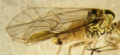 Mesopsocus