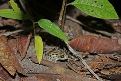 Kassina senegalensis