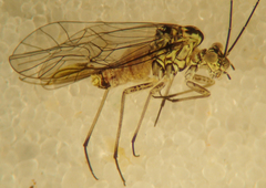 Mesopsocus