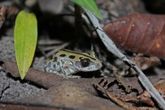 Kassina senegalensis