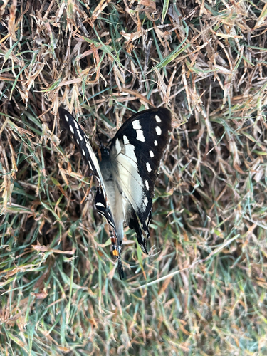 Tailed Emperor