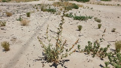 Sphaeralcea orcuttii