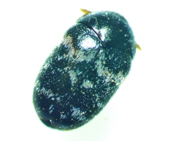 Trogoderma glabrum