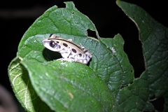 Kassina senegalensis