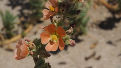 Sphaeralcea orcuttii