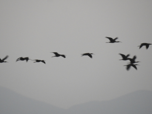 iNaturalist image