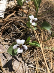 Viola cuneata