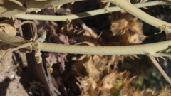 Sphaeralcea orcuttii