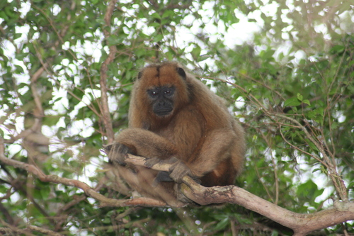 Black-and-gold Howler Monkey, photo 2 of 10