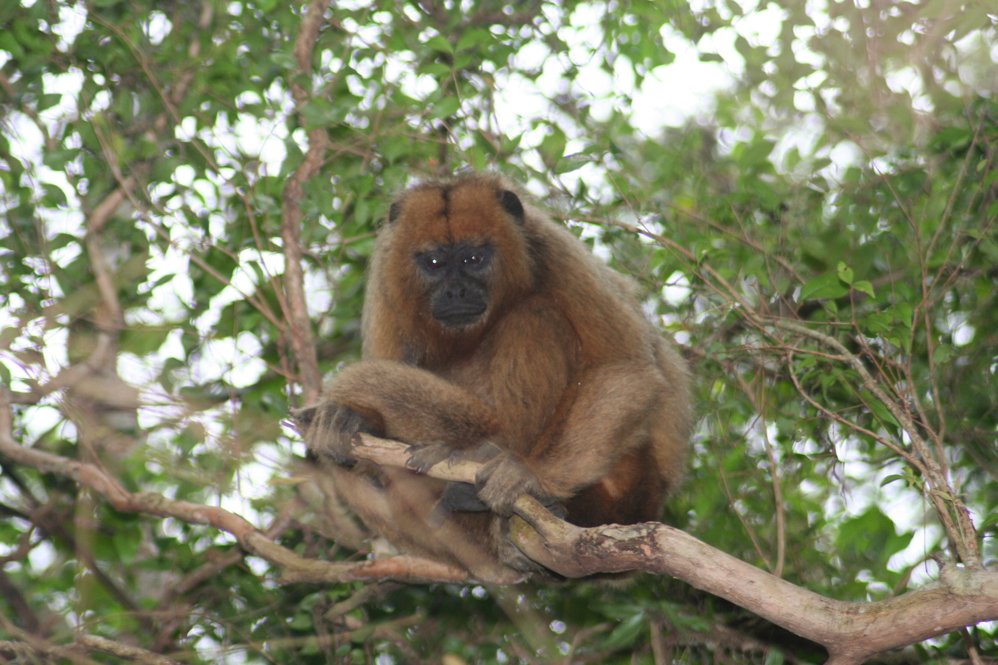 Page 2  99,000+ Alouatta Caraya Pictures