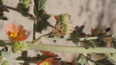 Sphaeralcea orcuttii