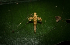 Caloptilia plagata