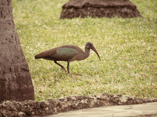 iNaturalist image