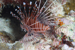 Pterois antennata