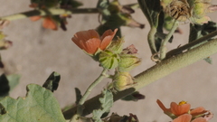 Sphaeralcea orcuttii