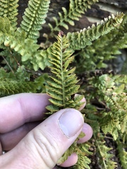 Polystichum lemmonii